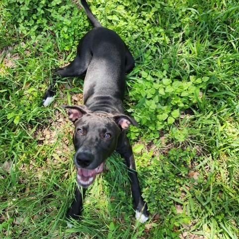 Ino, an adoptable Labrador Retriever in Williston, VT, 05495 | Photo Image 5