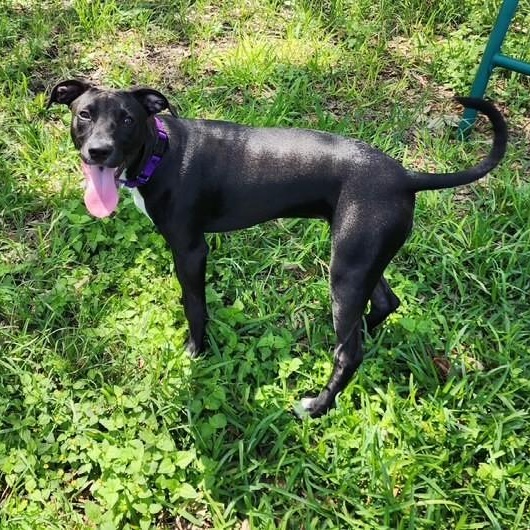 Ino, an adoptable Labrador Retriever in Williston, VT, 05495 | Photo Image 1