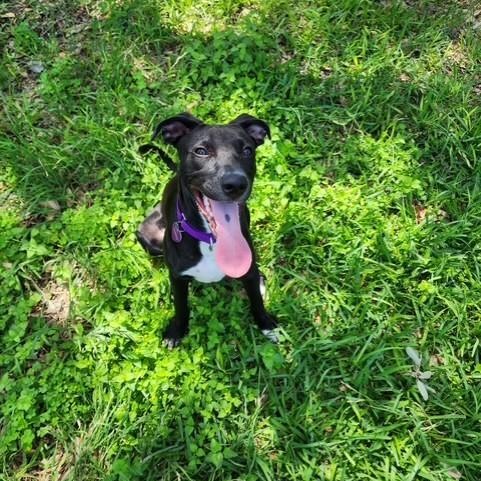 Ino, an adoptable Labrador Retriever in Williston, VT, 05495 | Photo Image 6