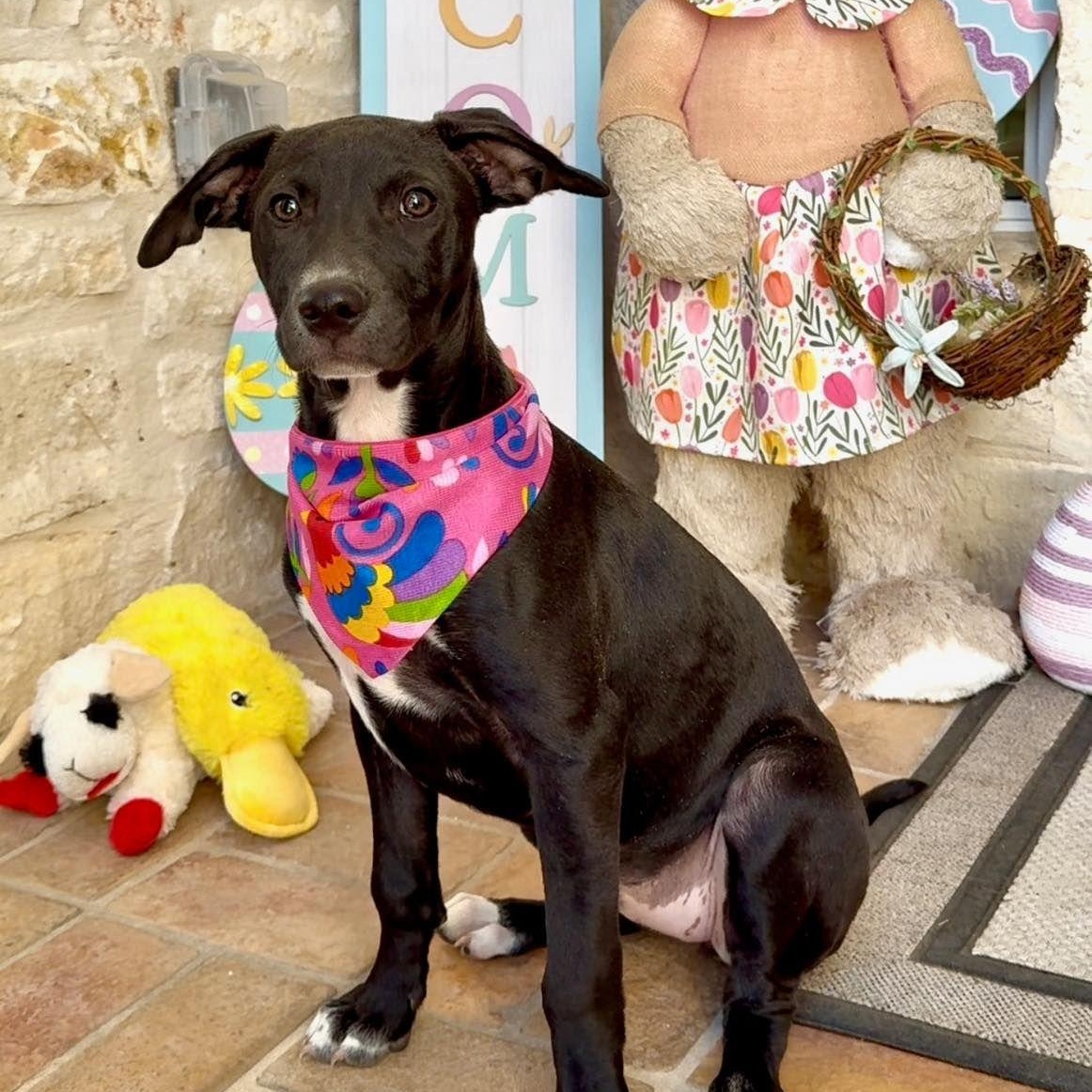 Ino, an adoptable Labrador Retriever in Williston, VT, 05495 | Photo Image 4