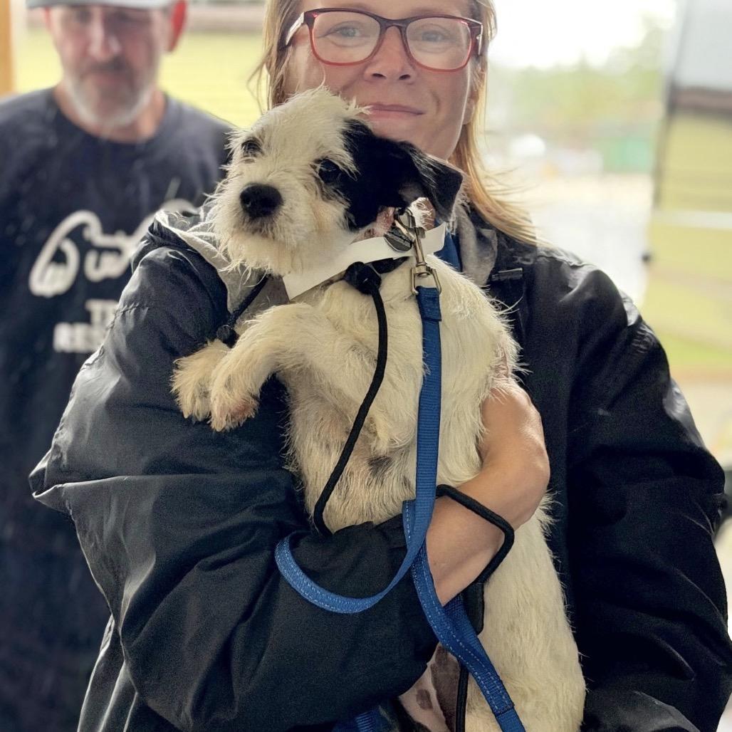 VANILLA, Adopted, Young Female Wirehaired Terrier & Mixed Breed.