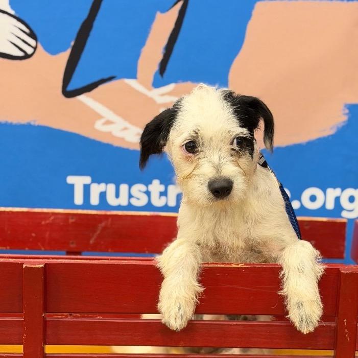 Enlarge VANILLA, a Adopted mixed breed in Berlin, NJ image 2/5