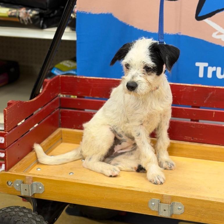 Enlarge VANILLA, a Adopted mixed breed in Berlin, NJ image 3/5