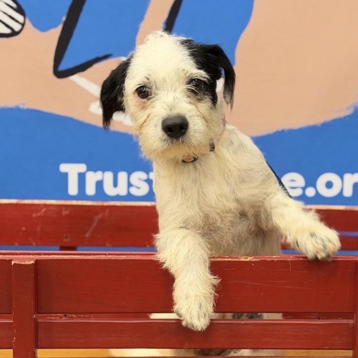 Enlarge VANILLA, a Adopted mixed breed in Berlin, NJ image 4/5