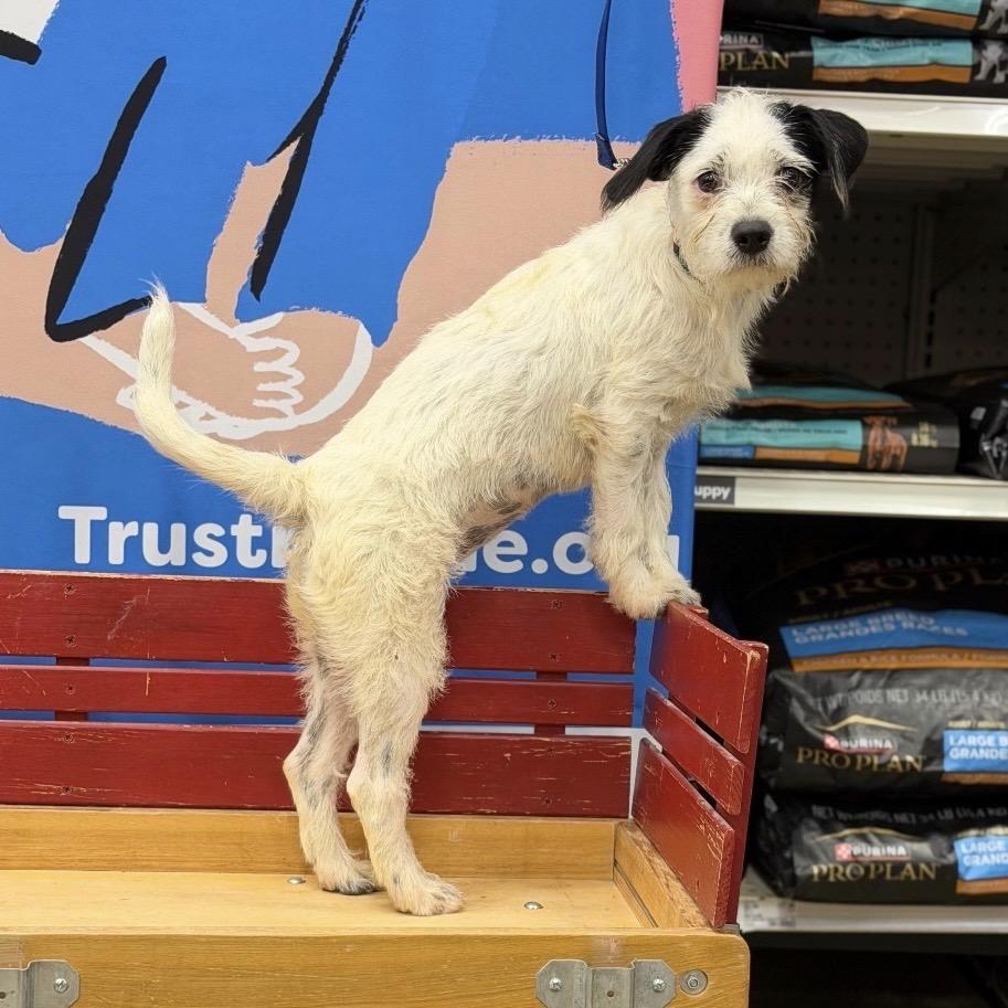 Enlarge VANILLA, a Adopted mixed breed in Berlin, NJ image 5/5
