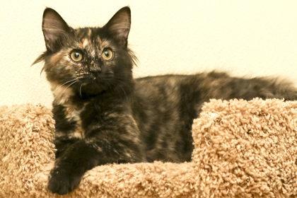 French Fry, adopted, Young Female Domestic Medium Hair.