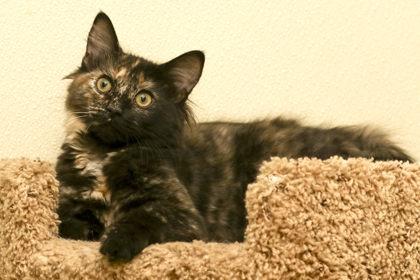 French Fry, an adopted Domestic Medium Hair in Cashiers, NC image 2/3