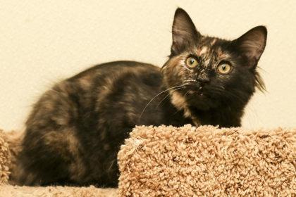 French Fry, an adopted Domestic Medium Hair in Cashiers, NC image 3/3