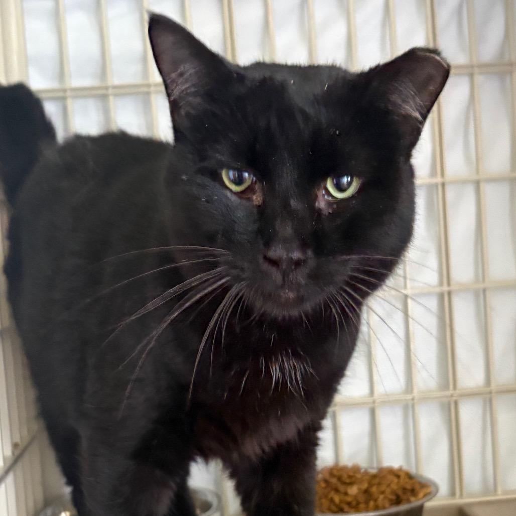 Enlarge OG, a Adoptable Domestic Short Hair in Valdosta , GA image 1/1
