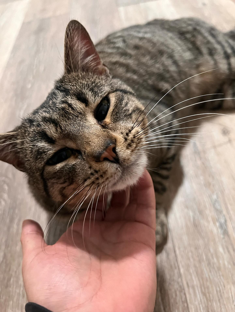 Greyson, Adopted, Adult Male Domestic Short Hair.