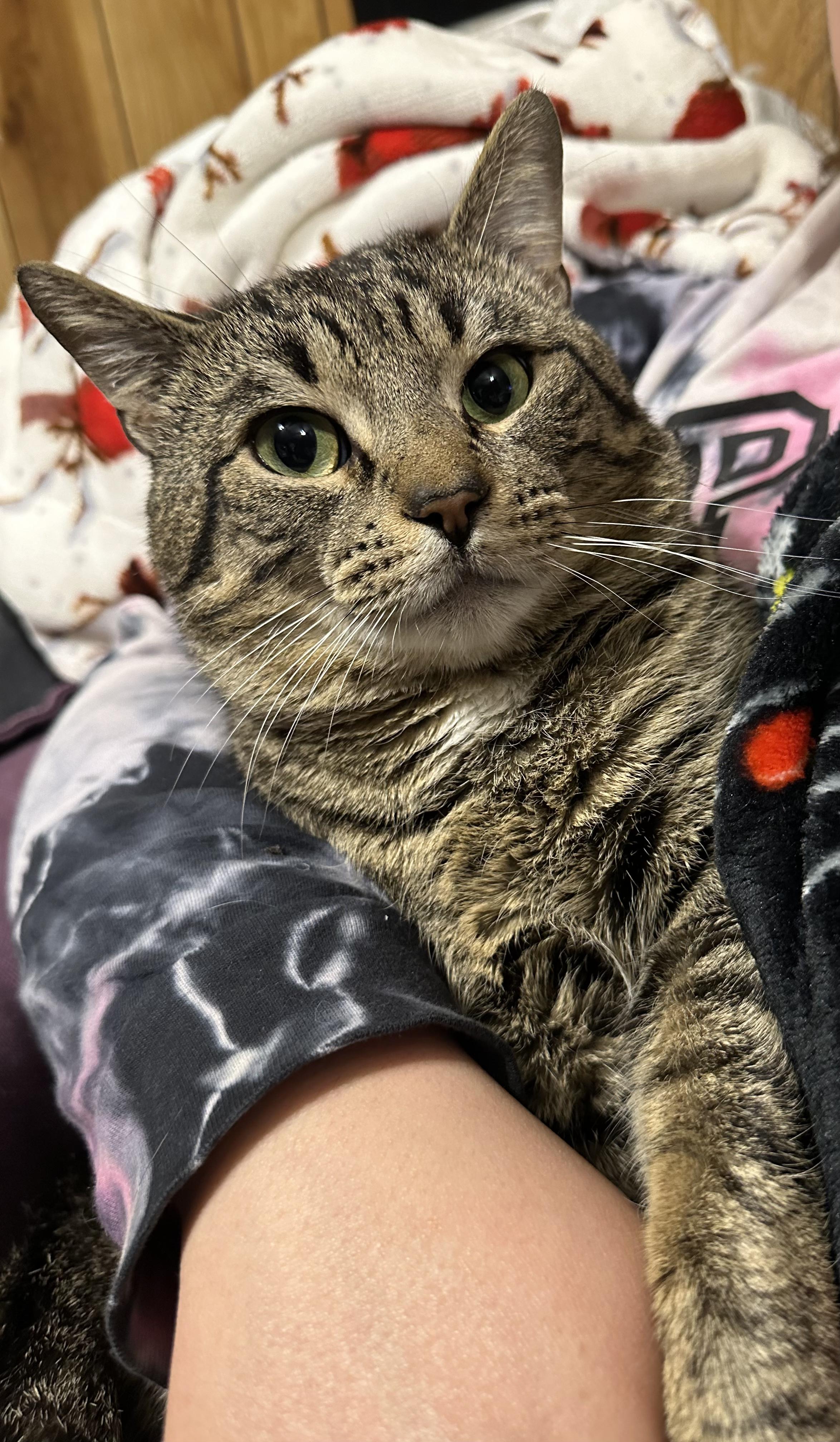 Greyson, a Adopted Domestic Short Hair in Yonkers, NY image 2/4