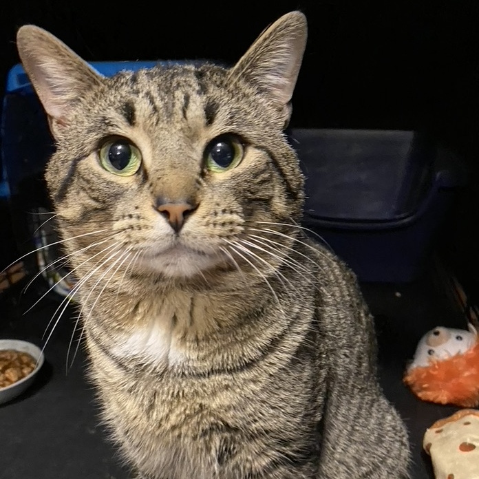 Greyson, a Adopted Domestic Short Hair in Yonkers, NY image 3/4