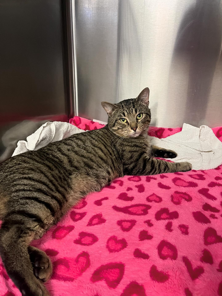 Greyson, a Adopted Domestic Short Hair in Yonkers, NY image 4/4