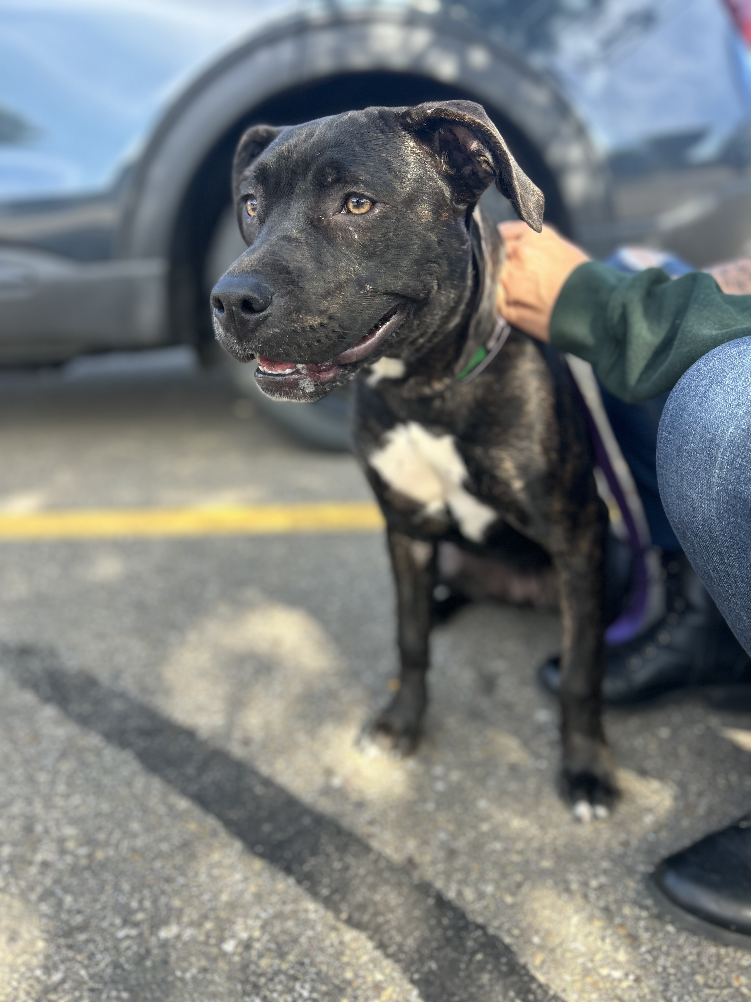 Stella 4