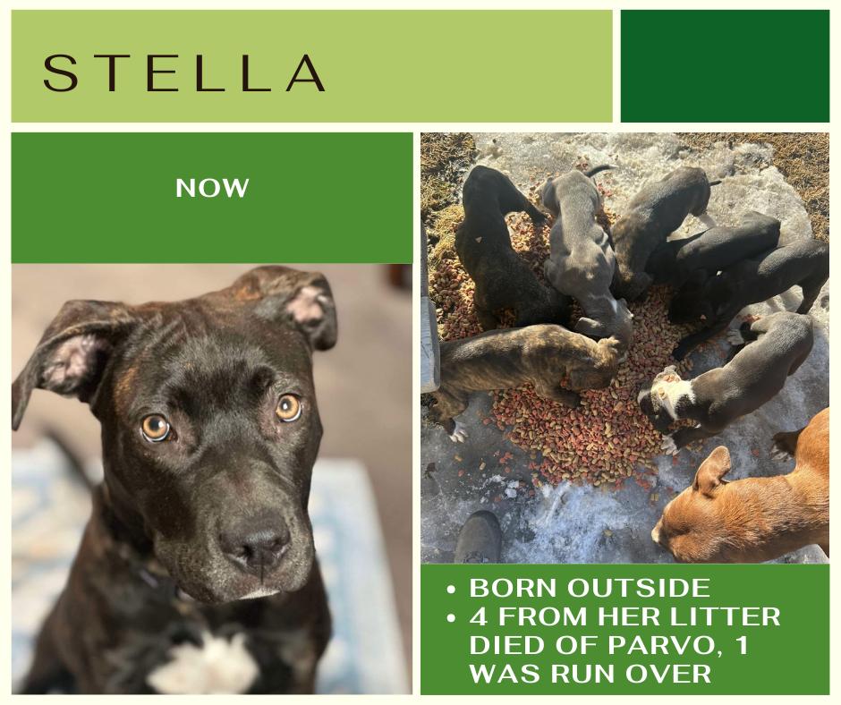 Stella