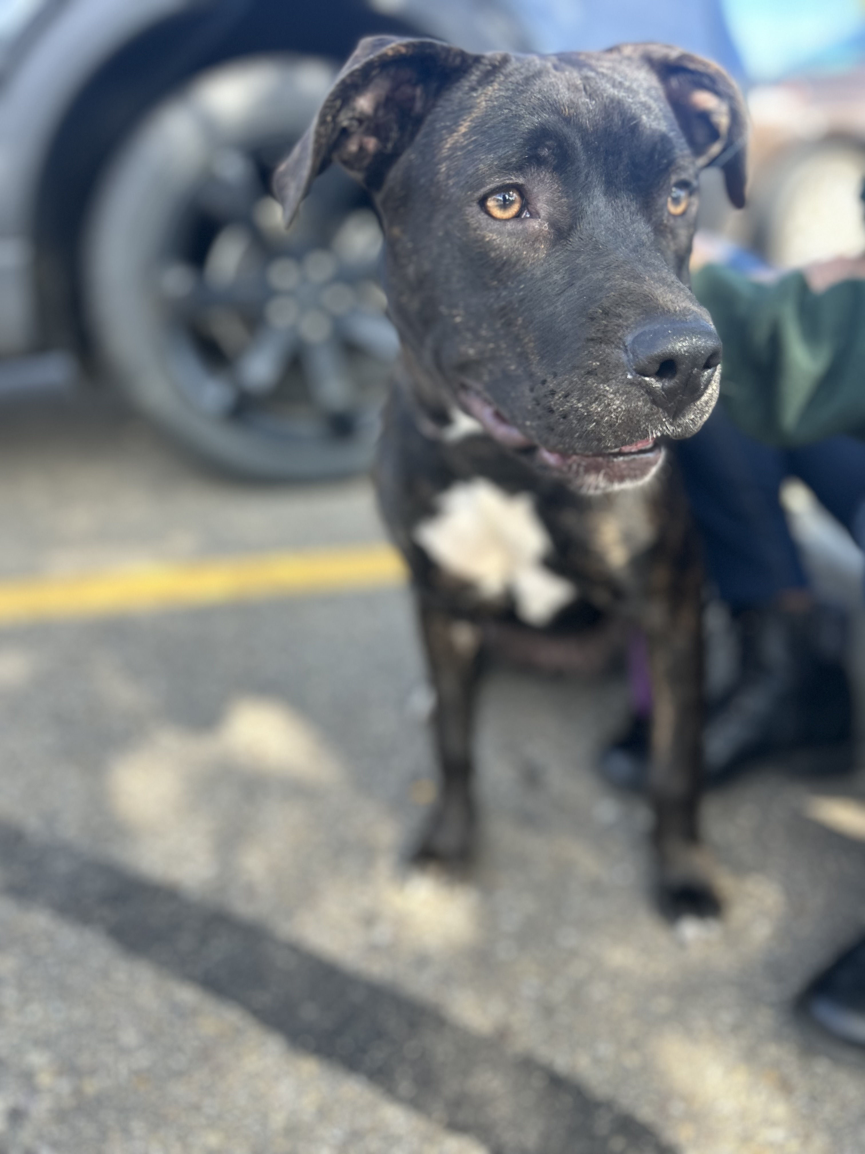 Stella, an adoptable Pit Bull Terrier in Edmonton, AB, T5Y 3N6 | Photo Image 5