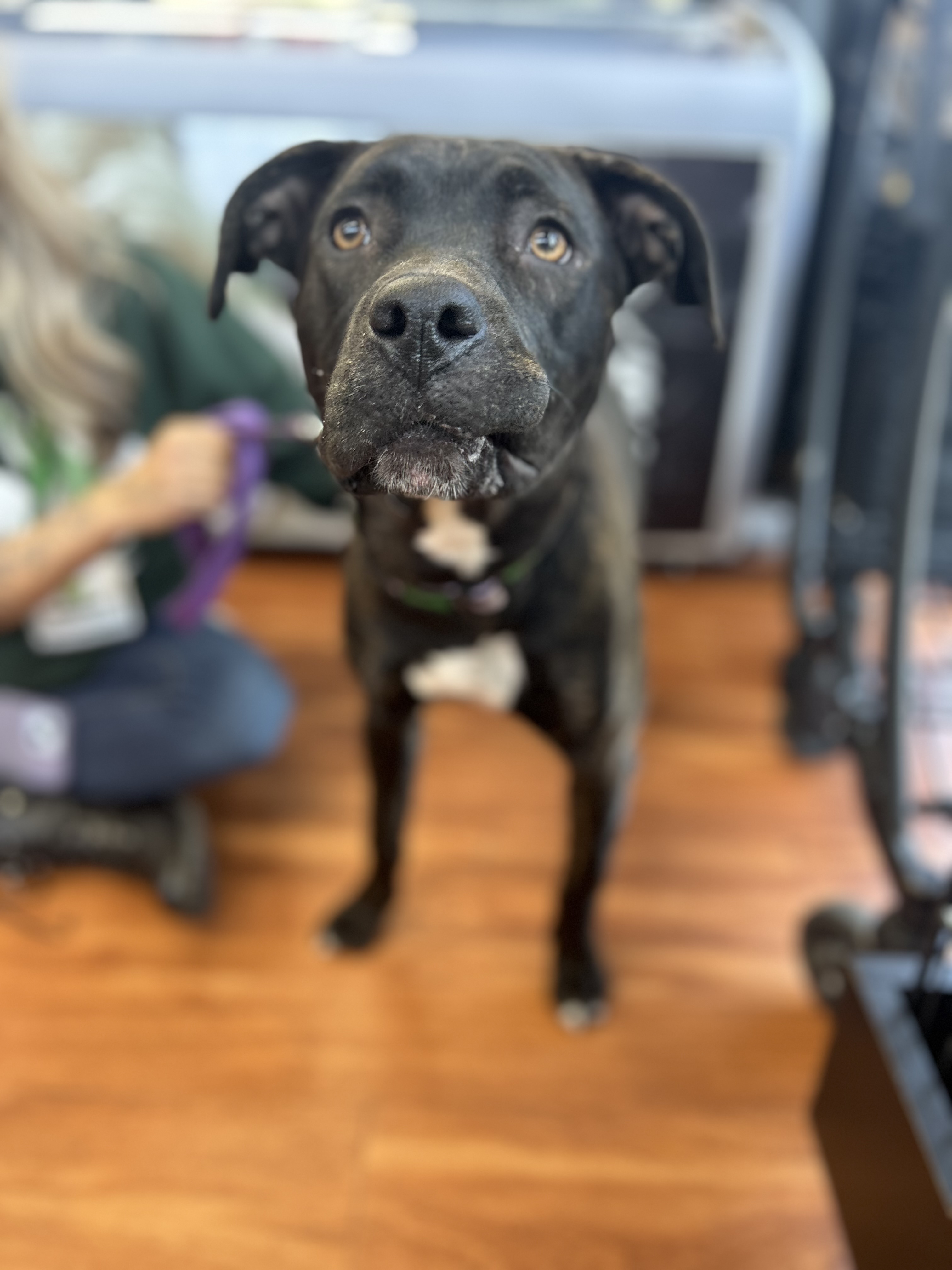 Stella, an adoptable Pit Bull Terrier in Edmonton, AB, T5Y 3N6 | Photo Image 2