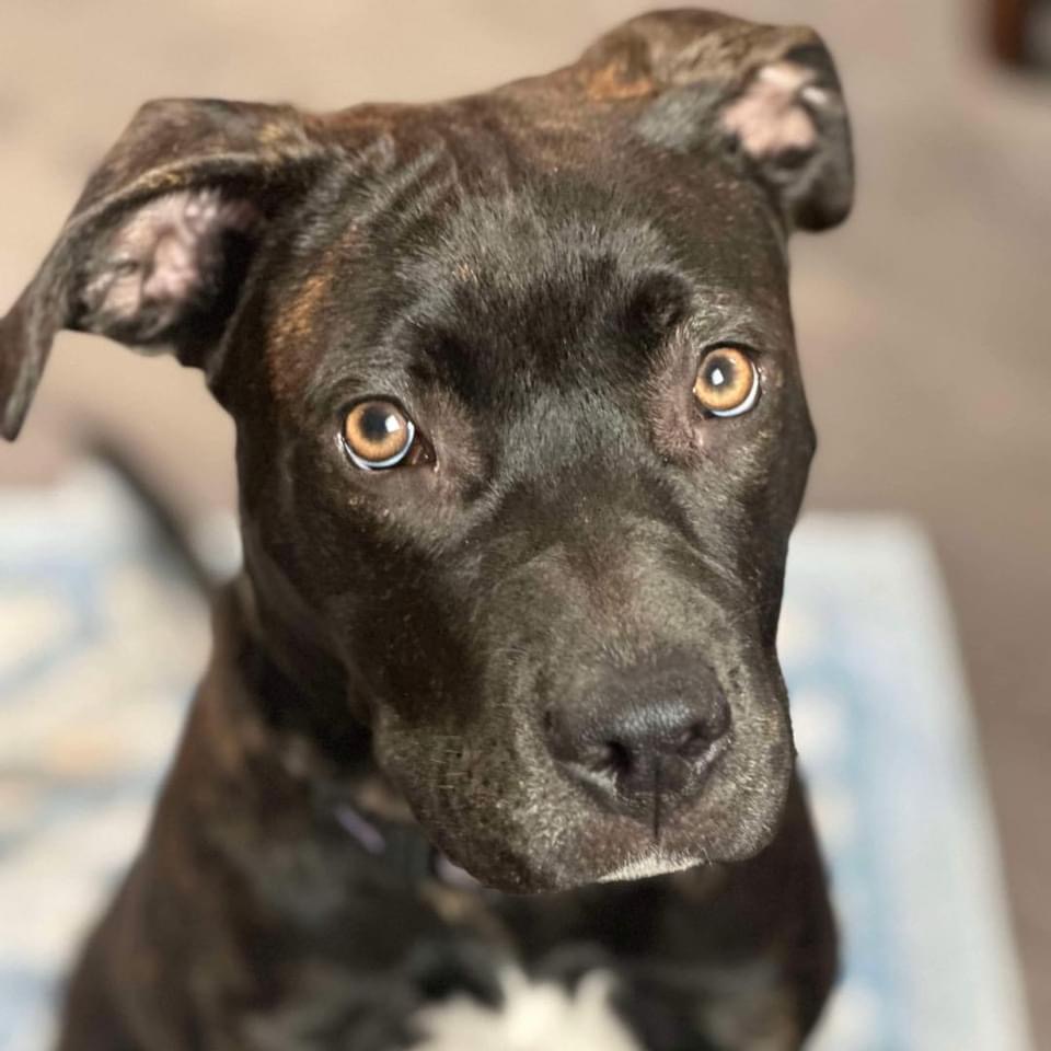 Stella, an adoptable Pit Bull Terrier in Edmonton, AB, T5Y 3N6 | Photo Image 3