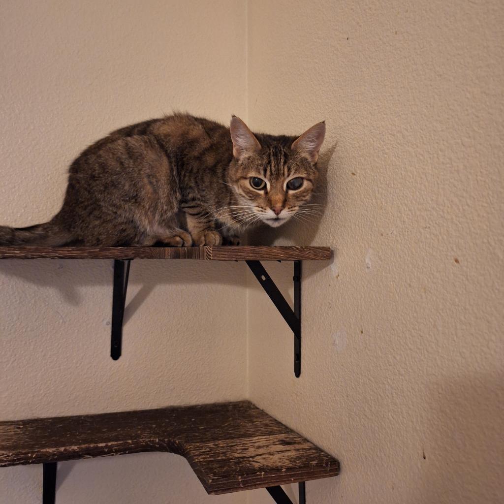 Ojo the pirate cat, Adoptable, Adult Female Domestic Medium Hair & Domestic Short Hair.