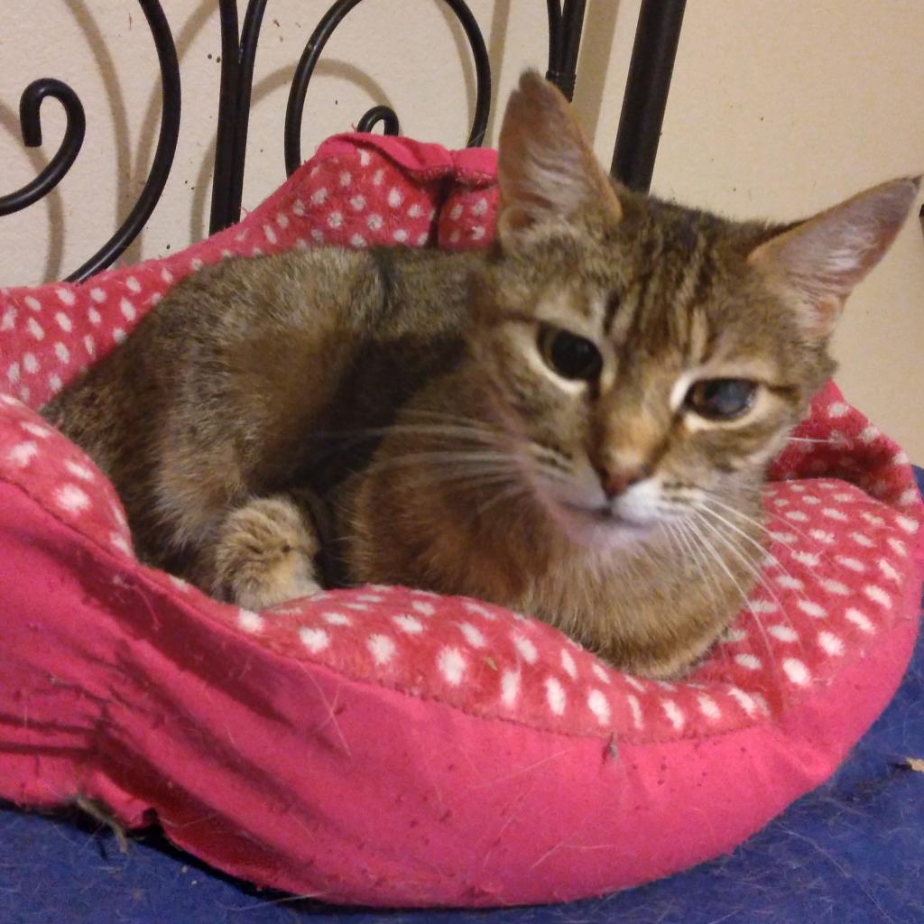 Enlarge Ojo the pirate cat, a Adoptable mixed breed in Long Beach, CA image 5/5