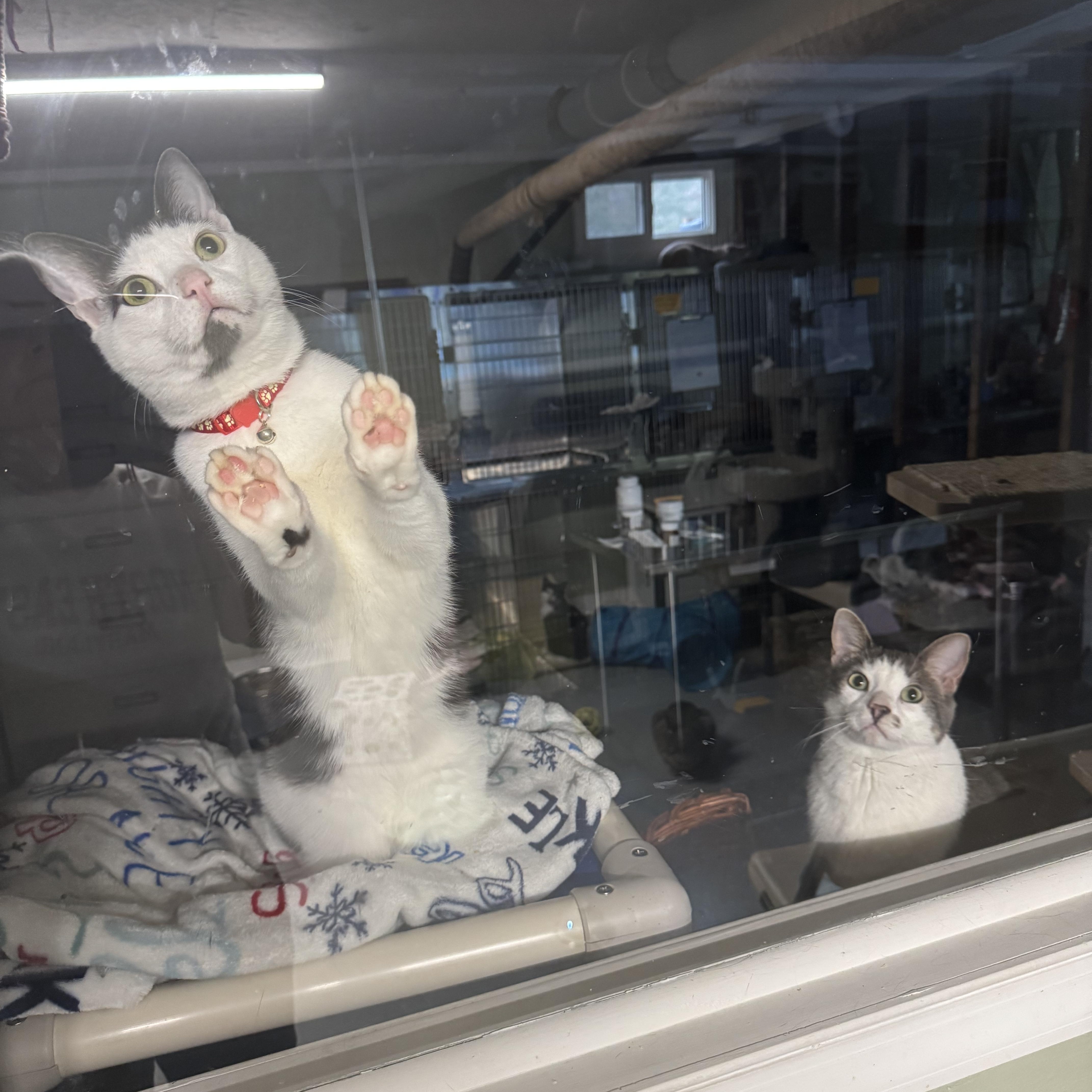 Enlarge Rangoon, an adopted Domestic Short Hair in North East, MD image 2/4