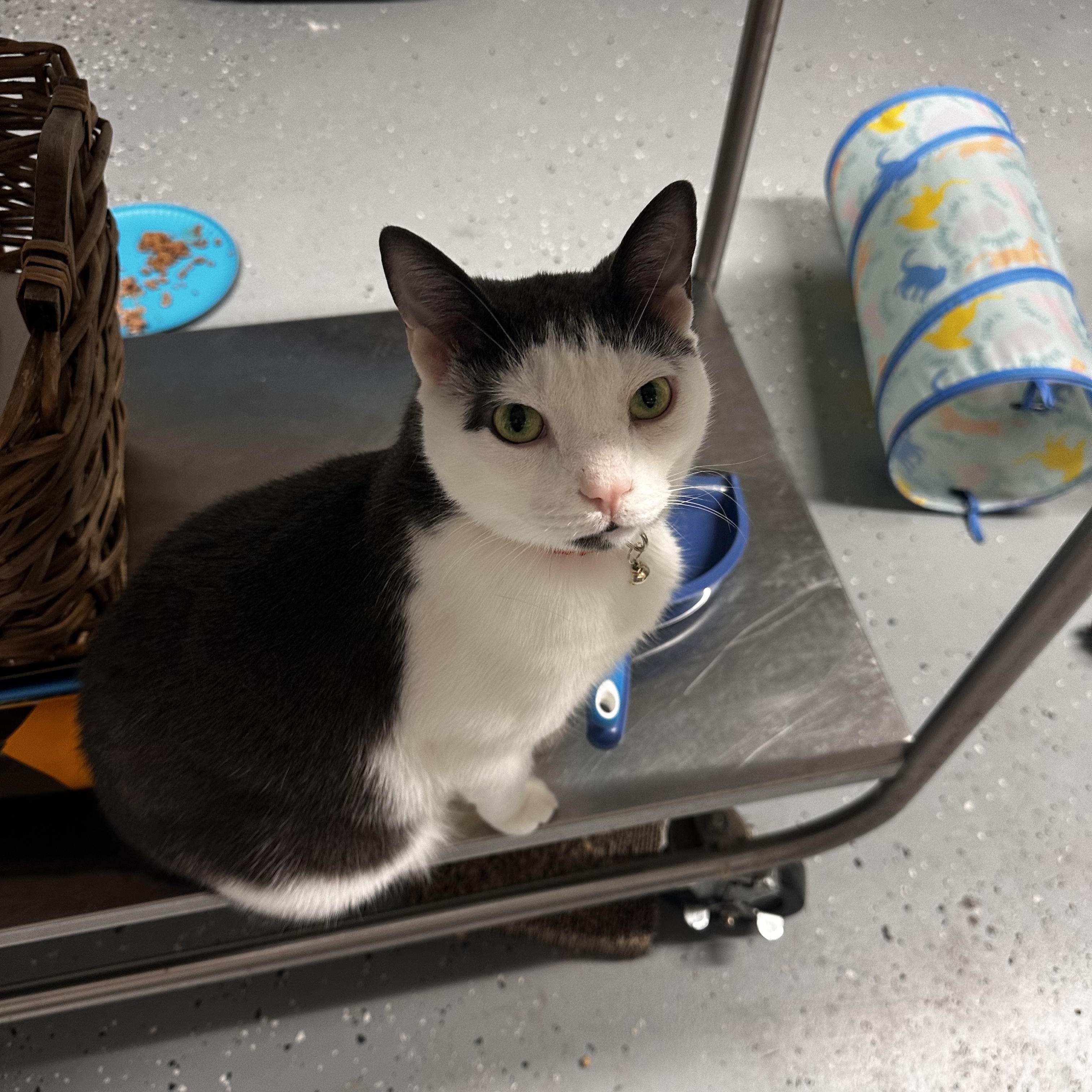 Rangoon, adopted, Adult Male Domestic Short Hair.