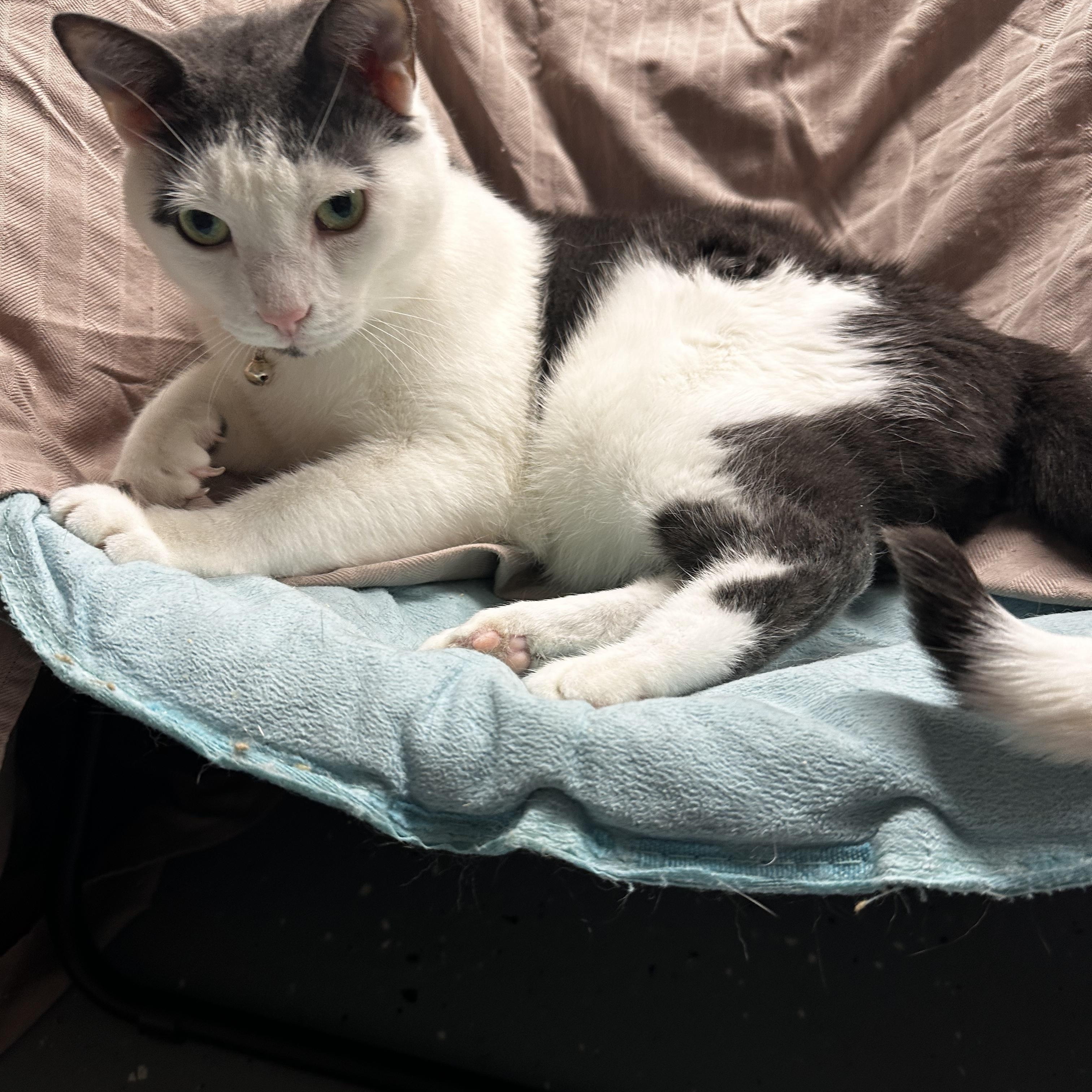 Enlarge Rangoon, an adopted Domestic Short Hair in North East, MD image 3/4