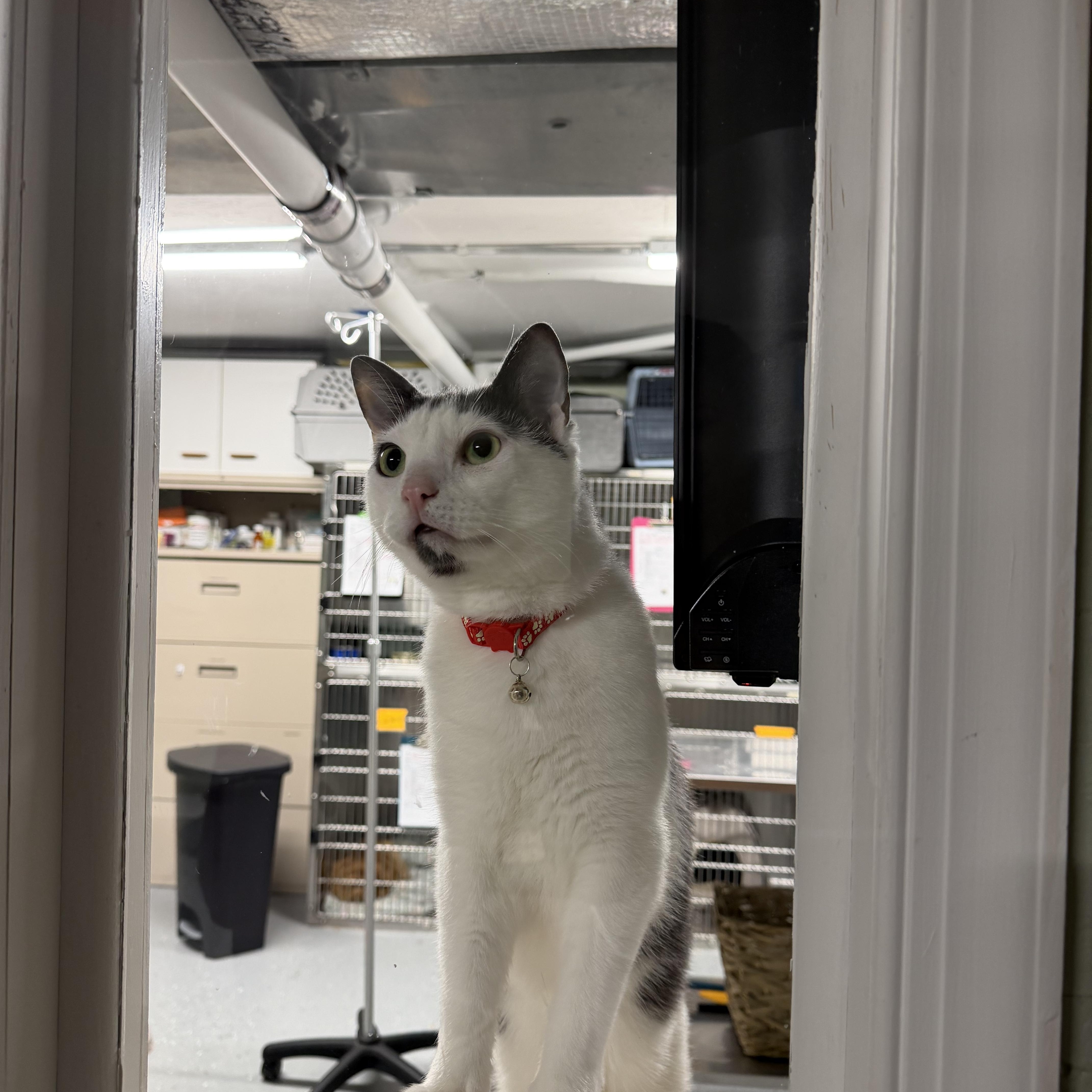 Enlarge Rangoon, an adopted Domestic Short Hair in North East, MD image 4/4