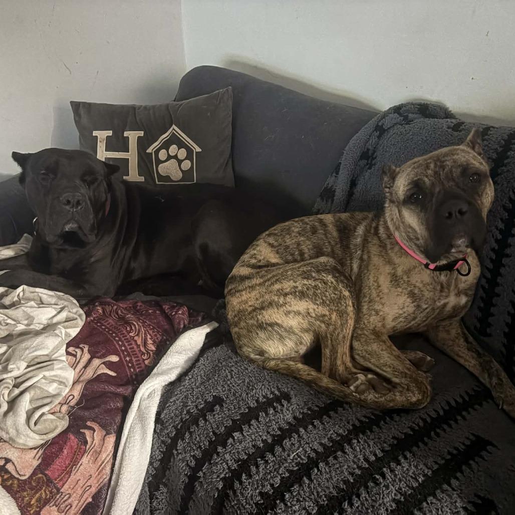 Enlarge Hanna, a Adoptable Presa Canario in manchester, PA image 1/6