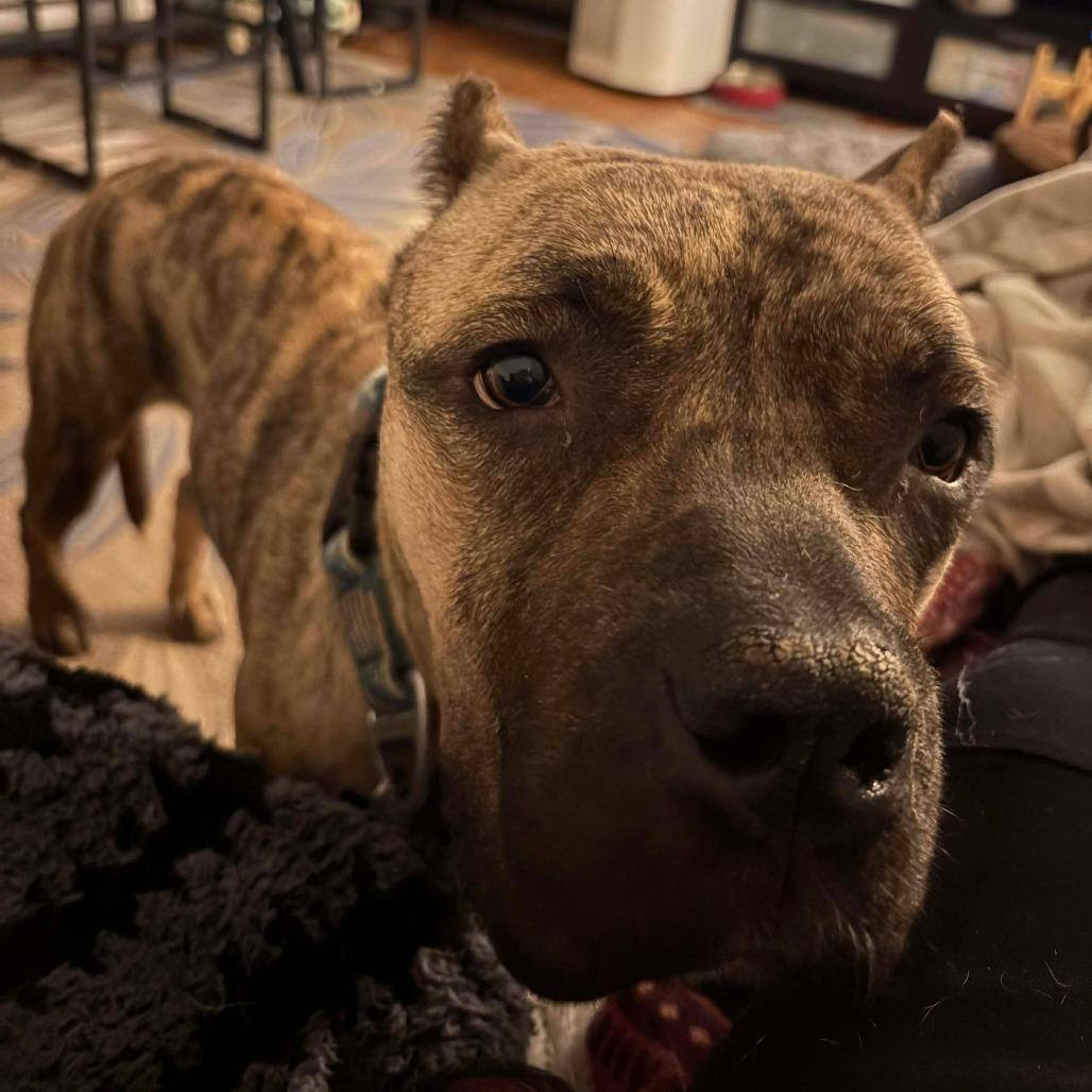 Enlarge Hanna, a Adoptable Presa Canario in manchester, PA image 2/6