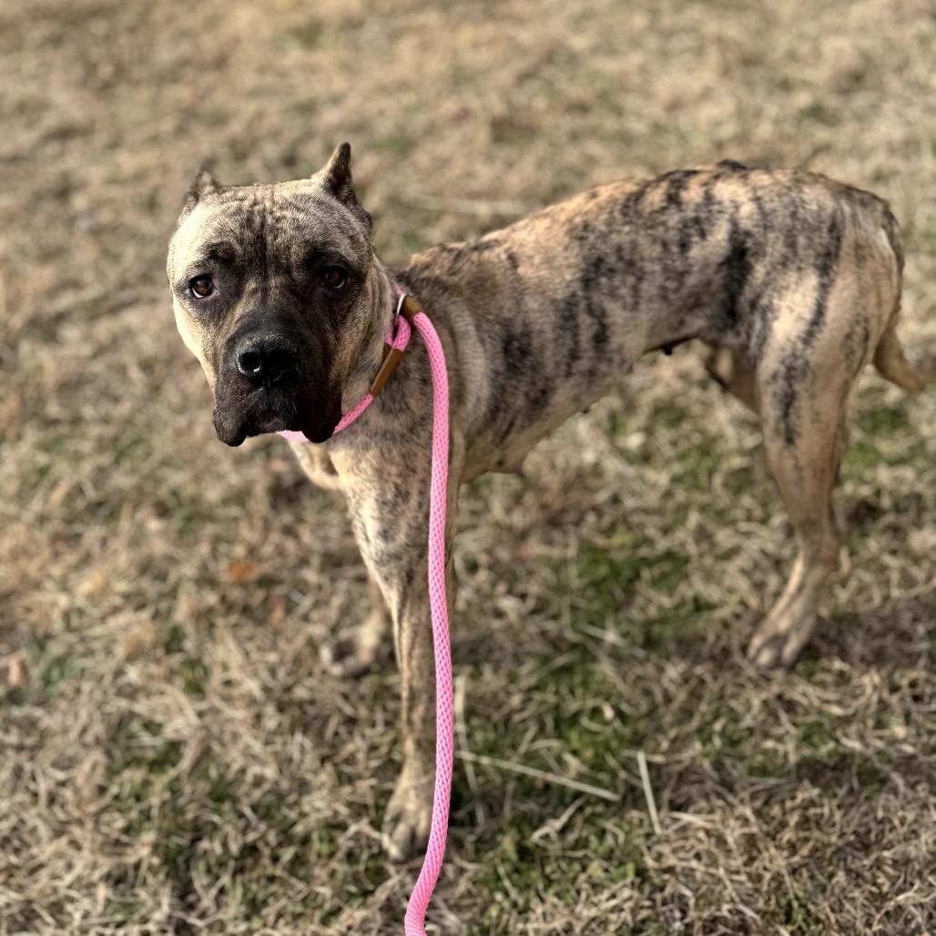Enlarge Hanna, a Adoptable Presa Canario in manchester, PA image 3/6