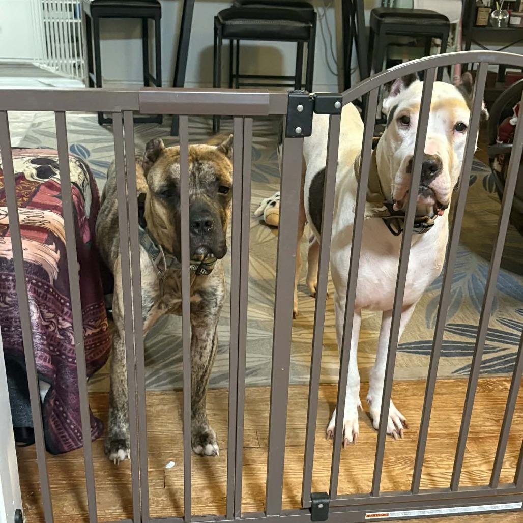 Enlarge Hanna, a Adoptable Presa Canario in manchester, PA image 4/6