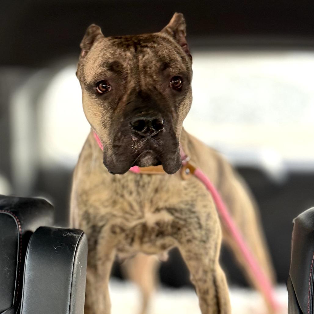 Enlarge Hanna, a Adoptable Presa Canario in manchester, PA image 5/6