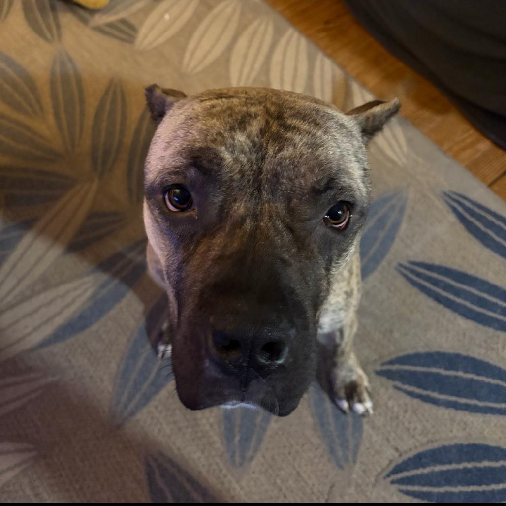 Enlarge Hanna, a Adoptable Presa Canario in manchester, PA image 6/6