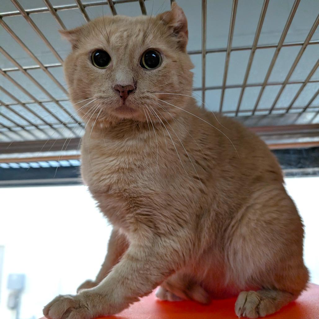 Crinkle Cut French Fry, Adoptable, Adult Male Domestic Short Hair.