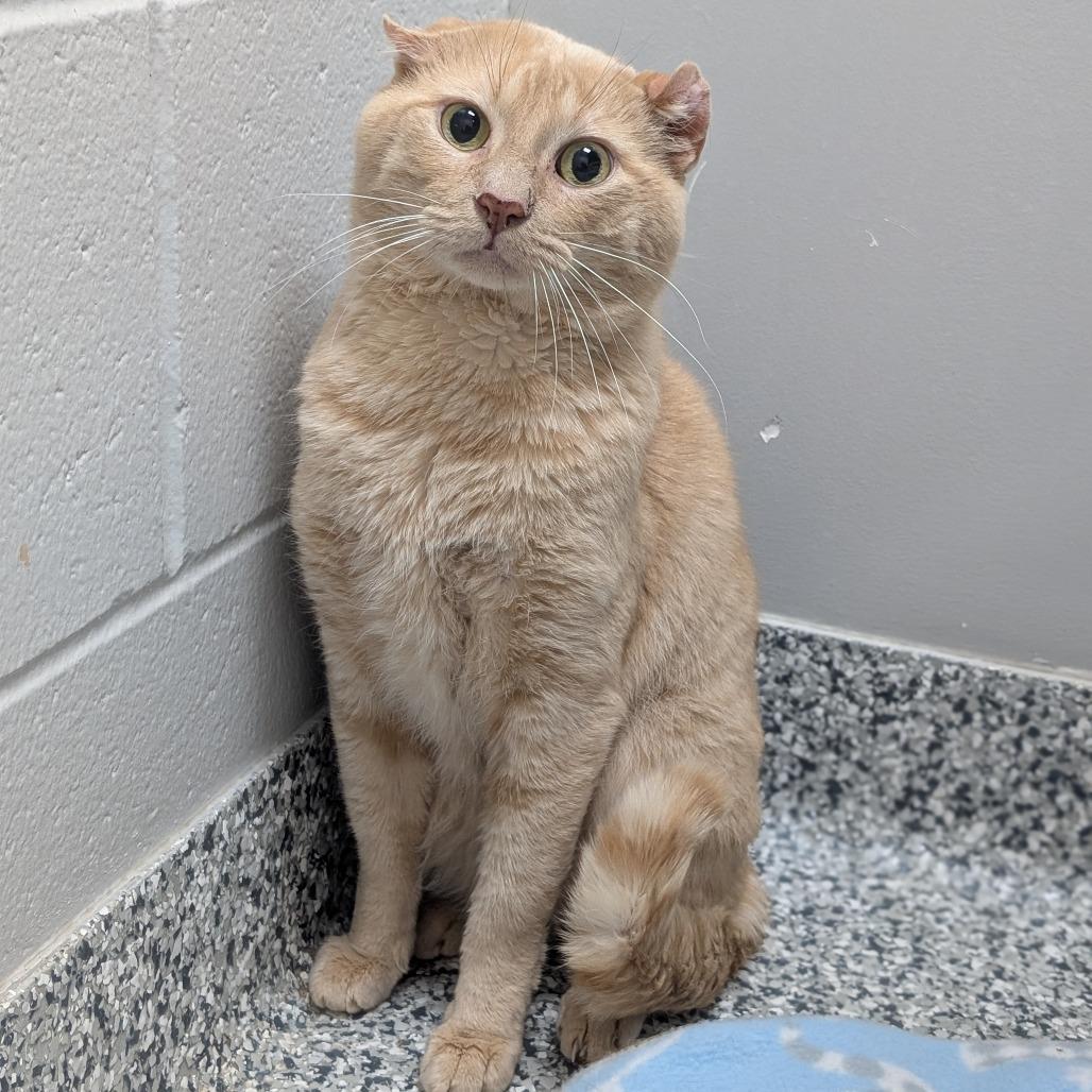 Enlarge Crinkle Cut French Fry, a Adoptable Domestic Short Hair in Brookfield, WI image 2/2