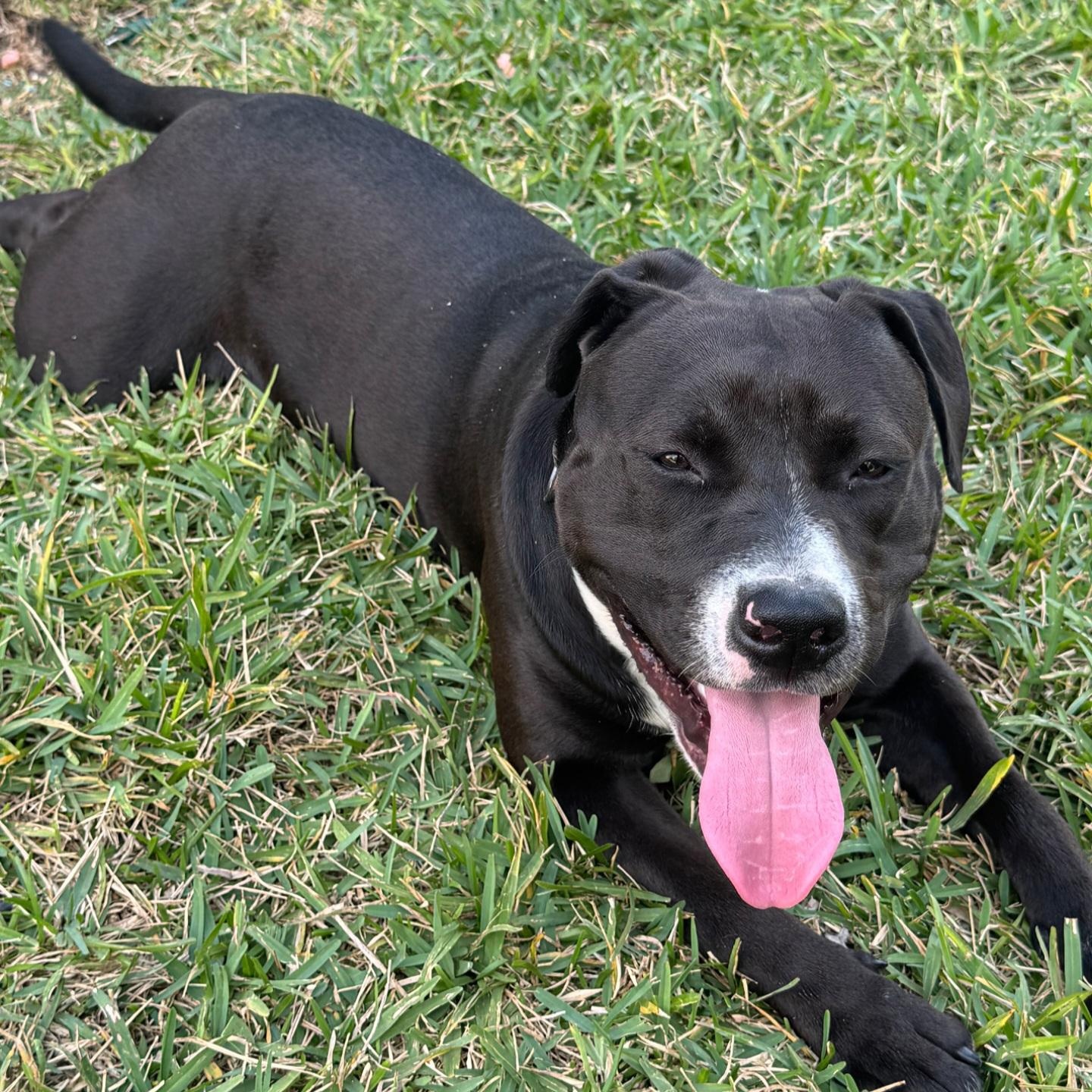 Enlarge Gus, an adoptable mixed breed in Orlando, FL image 1/3