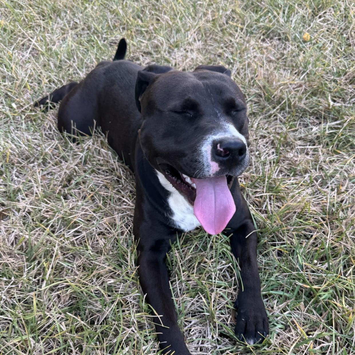 Enlarge Gus, an adoptable mixed breed in Orlando, FL image 2/3