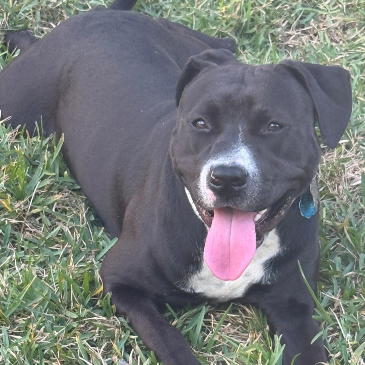 Enlarge Gus, an adoptable mixed breed in Orlando, FL image 3/3