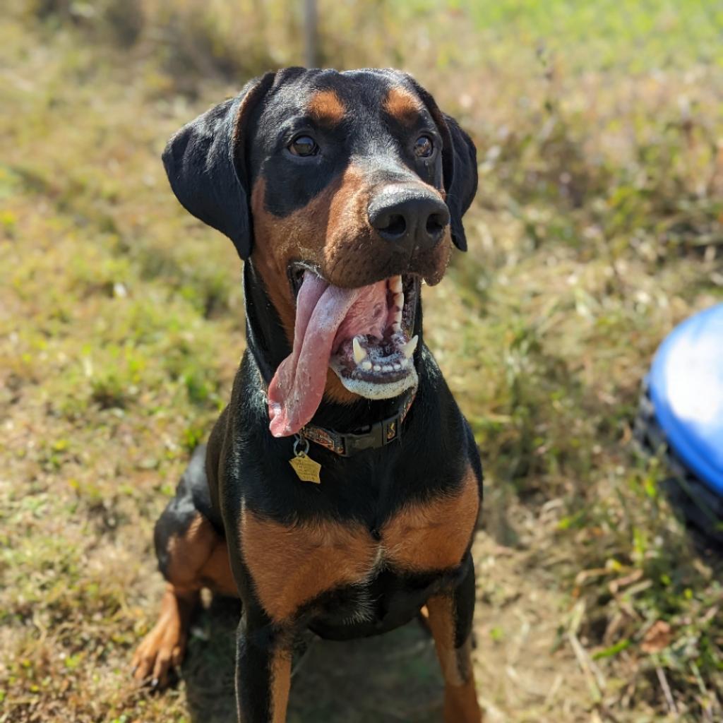 Enlarge 7719 Bentley, a Adoptable Doberman Pinscher in Sandown, NH image 1/2