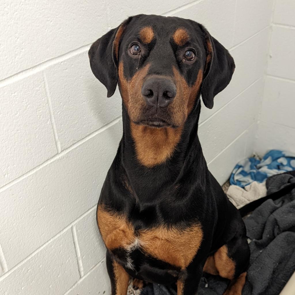 Enlarge 7719 Bentley, a Adoptable Doberman Pinscher in Sandown, NH image 2/2