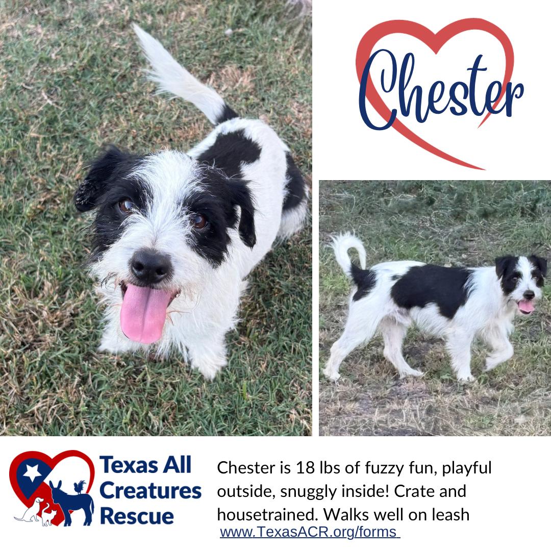 Enlarge Chester, a Adoptable Terrier in Alvarado, TX image 1/1