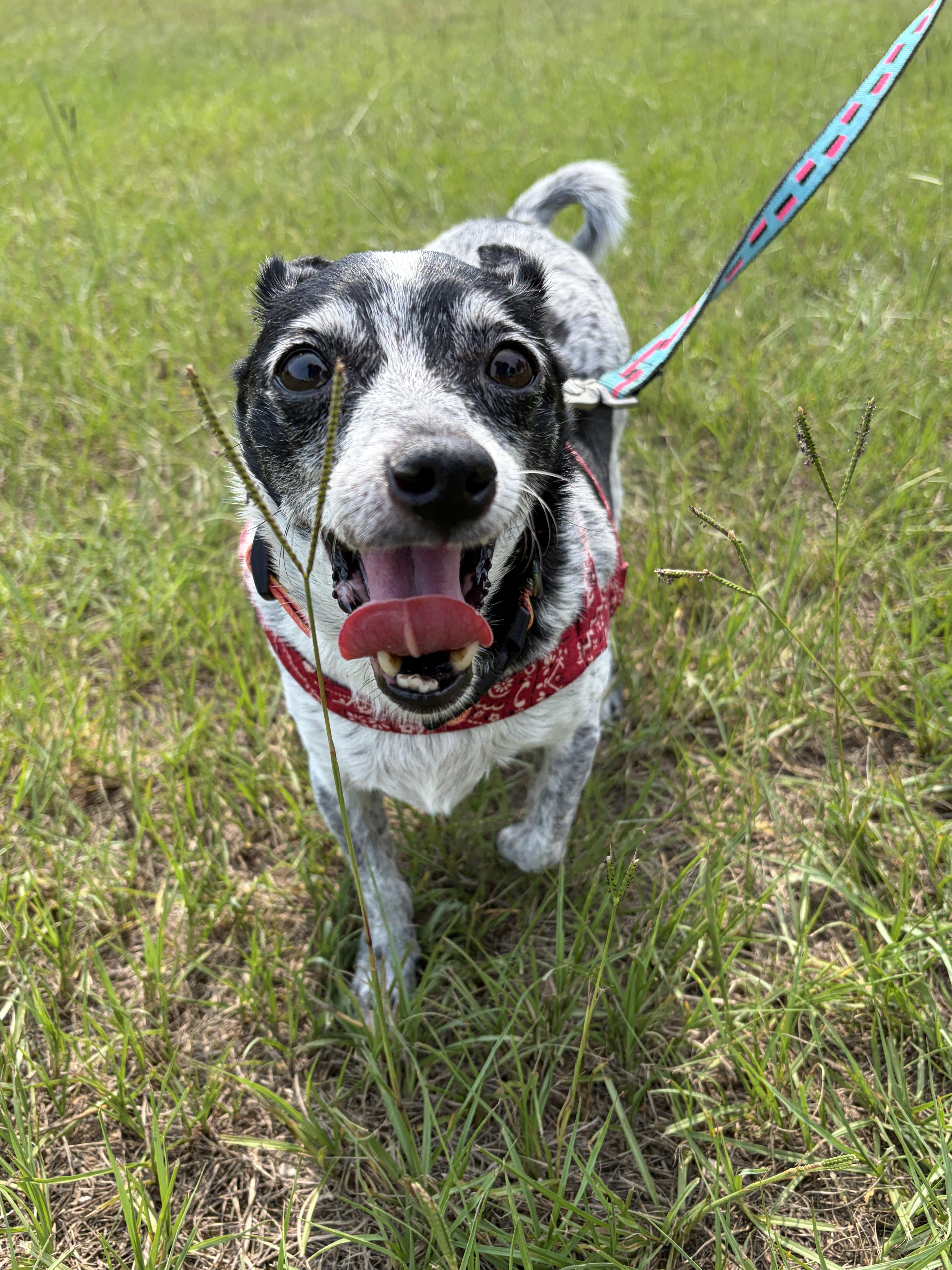 Enlarge Serena, a Adoptable mixed breed in Perry, GA image 3/4