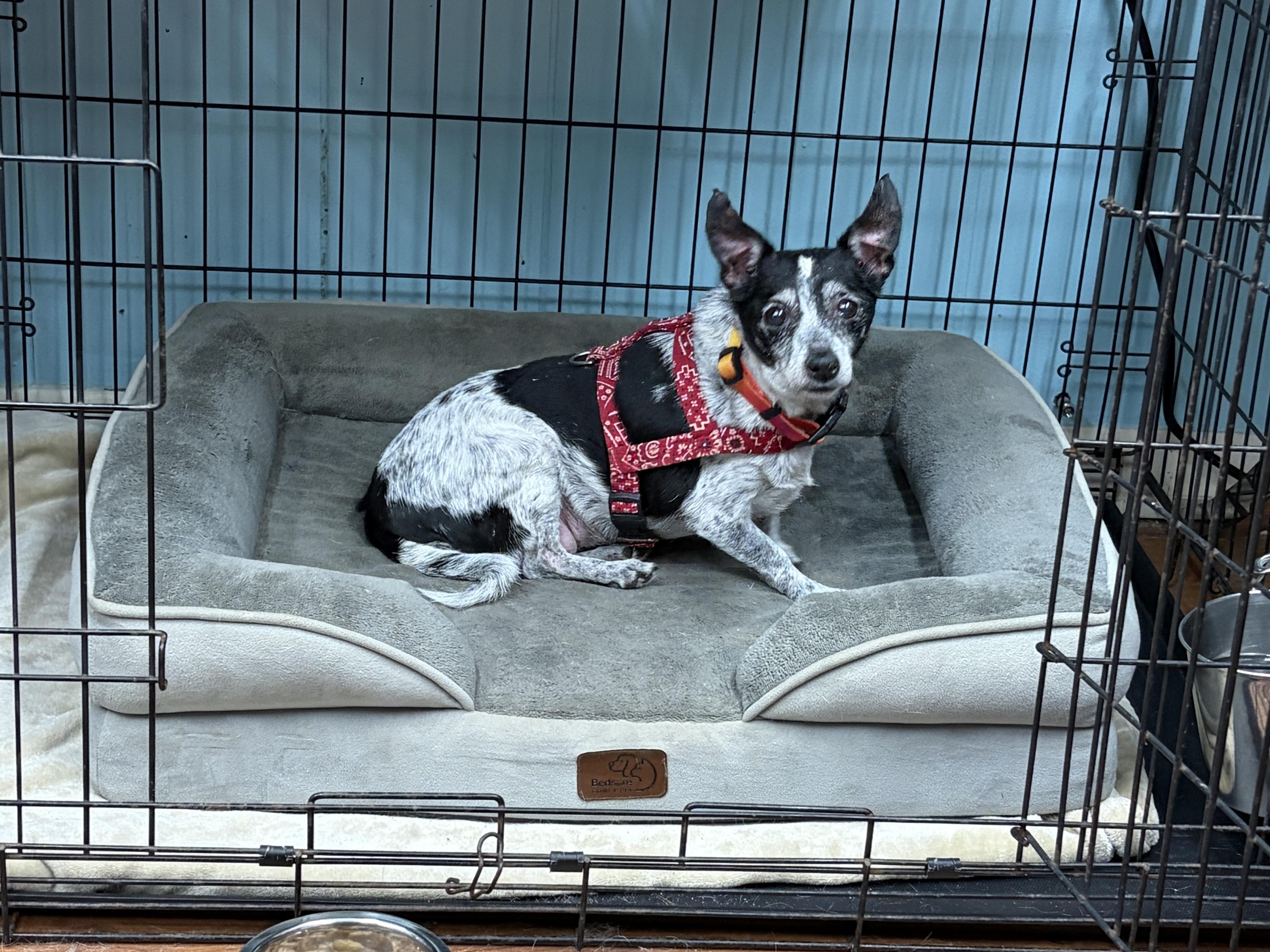 Enlarge Serena, a Adoptable mixed breed in Perry, GA image 2/4