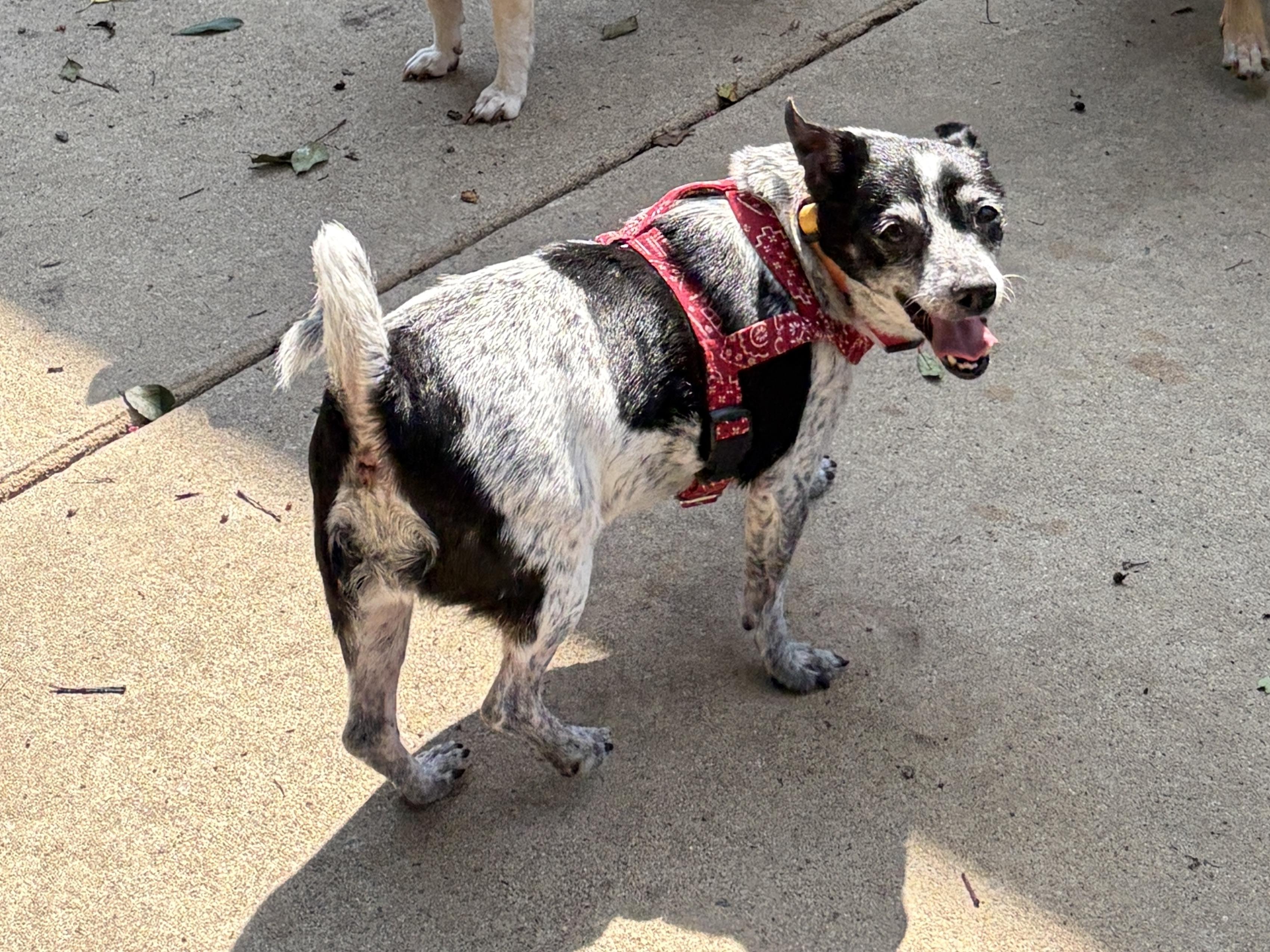 Enlarge Serena, a Adoptable mixed breed in Perry, GA image 4/4