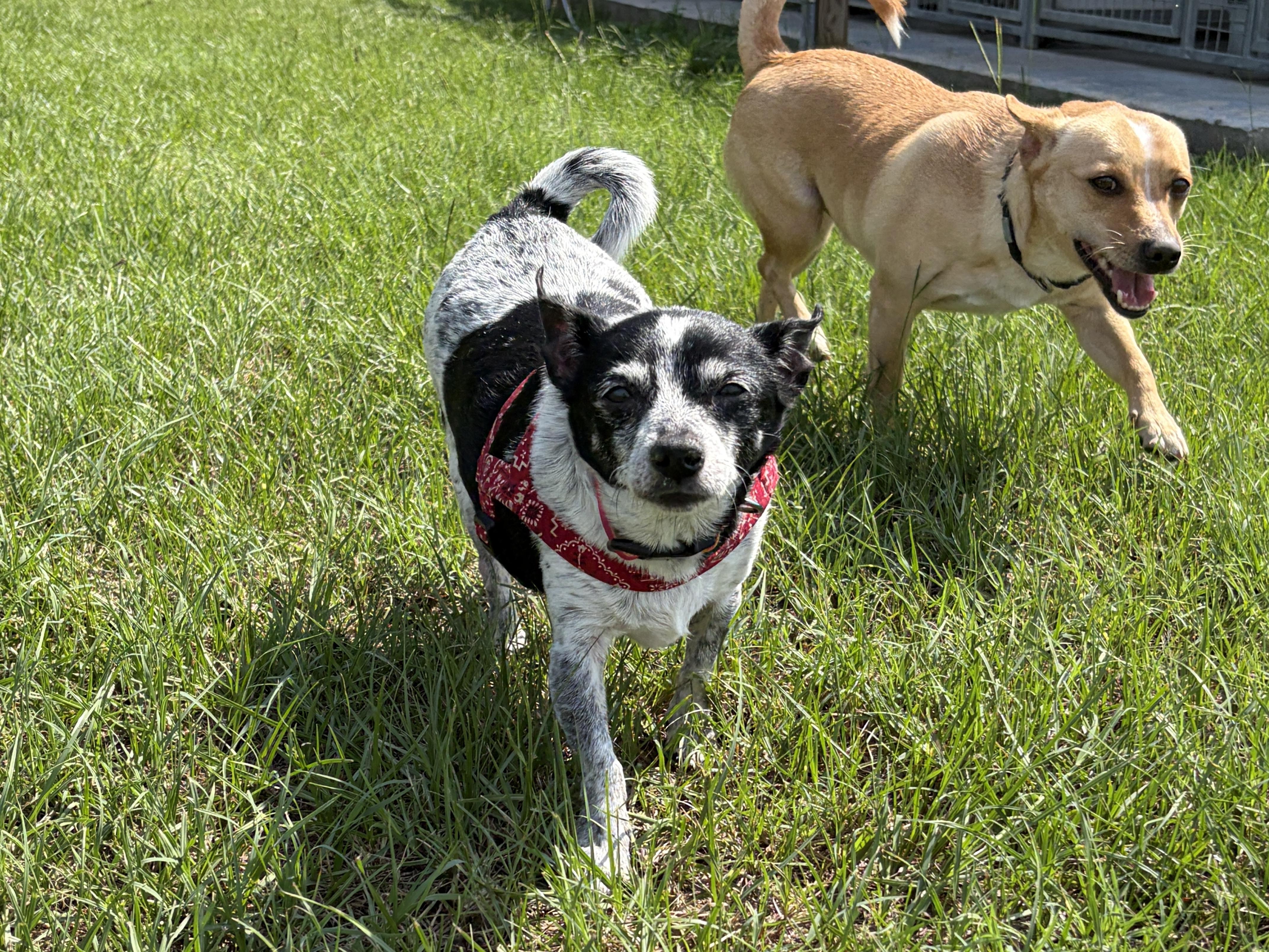 Serena, Adoptable, Senior Female Chihuahua & Dachshund.