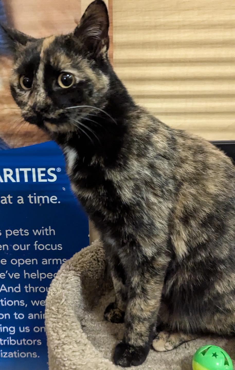 Enlarge Betty, a ADOPTABLE Tortoiseshell in Noblesville, IN image 4/4