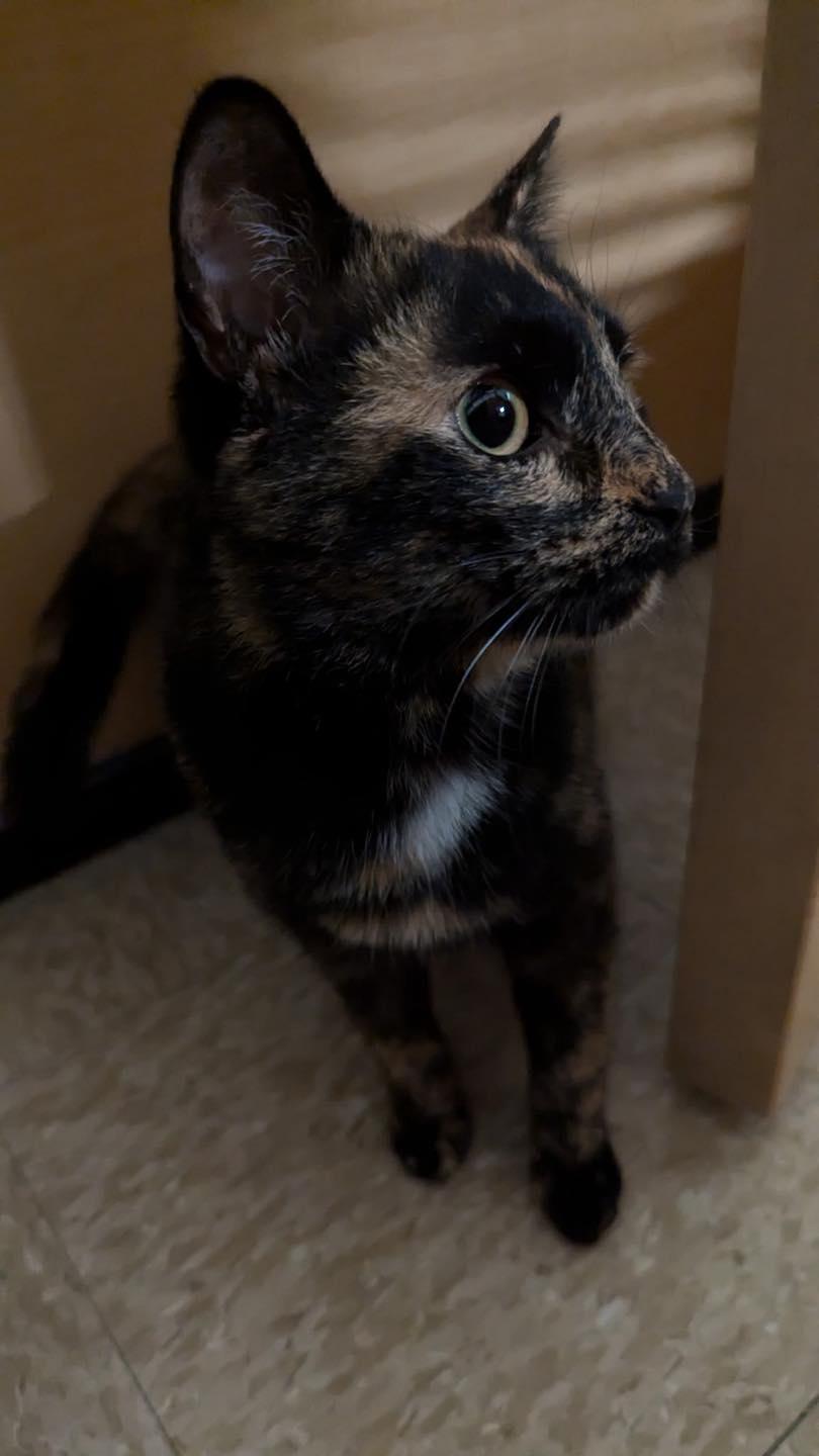 Enlarge Betty, a ADOPTABLE Tortoiseshell in Noblesville, IN image 2/4