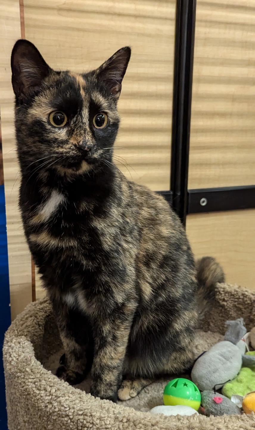 Betty, ADOPTABLE, Kitten Female Tortoiseshell.