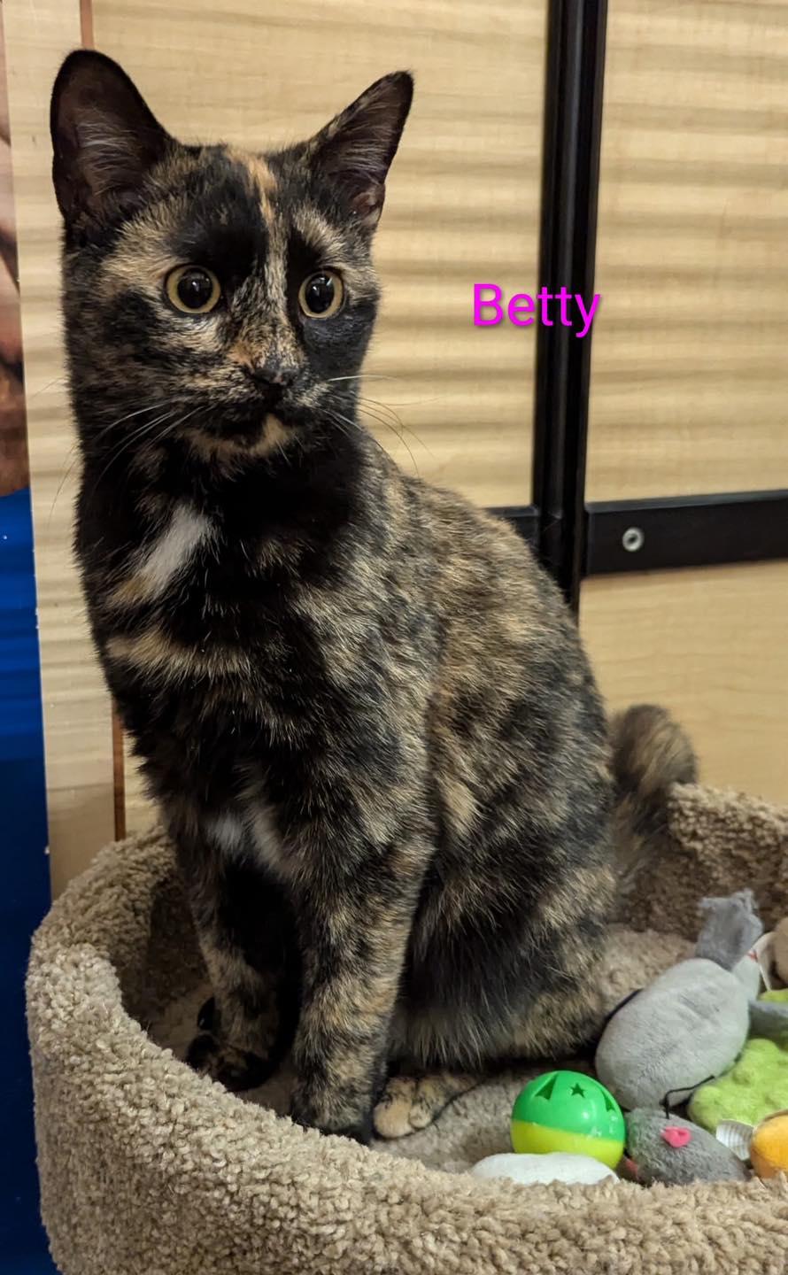 Enlarge Betty, a ADOPTABLE Tortoiseshell in Noblesville, IN image 3/4